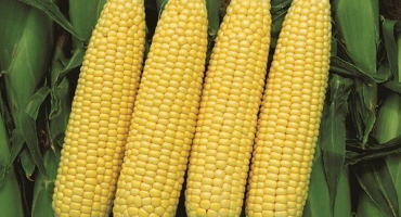 Odrůda kukuřice bonduelle: vlastnosti, výsadba a péče